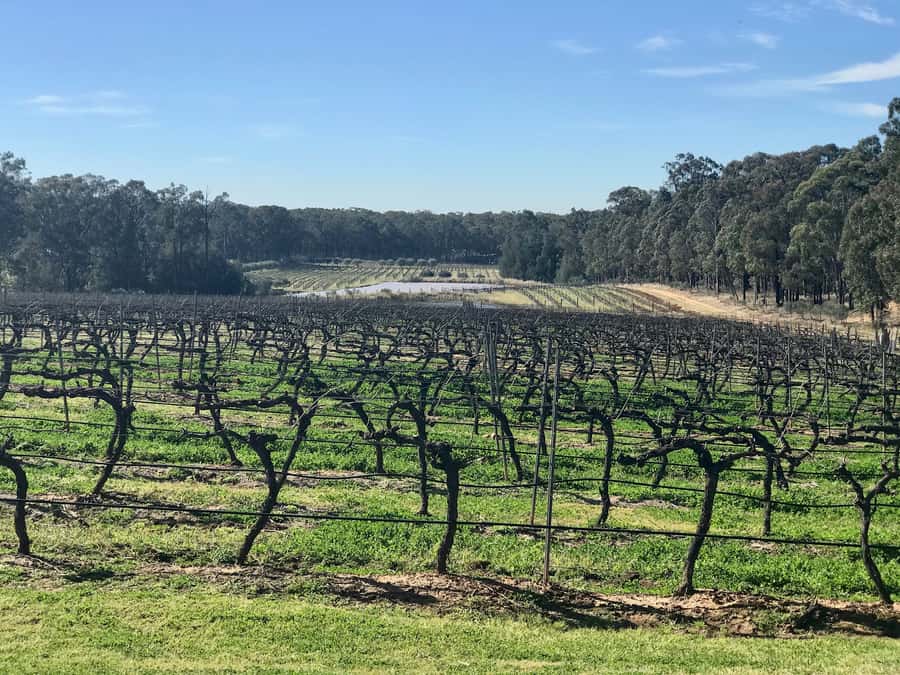 From Sydney: Hunter Valley Wine Tasting & Winery Picnic Tour - Sydney to Hunter Valley: how the day-trip timing really feels