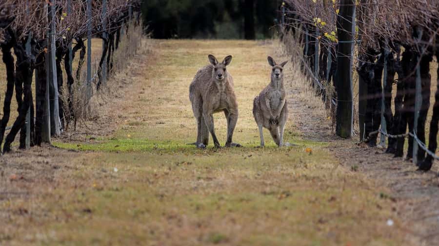 From Sydney: Hunter Valley Wine Tasting & Winery Picnic Tour - Rotating wineries in Pokolbin: three tastings without the same-old routine