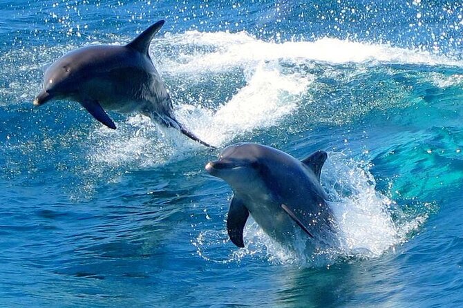 From Sydney: Port Stephens Dolphin, Koalas, Lunch & Sandboarding - Nelson Bay dolphin cruise: what you’re really signing up for