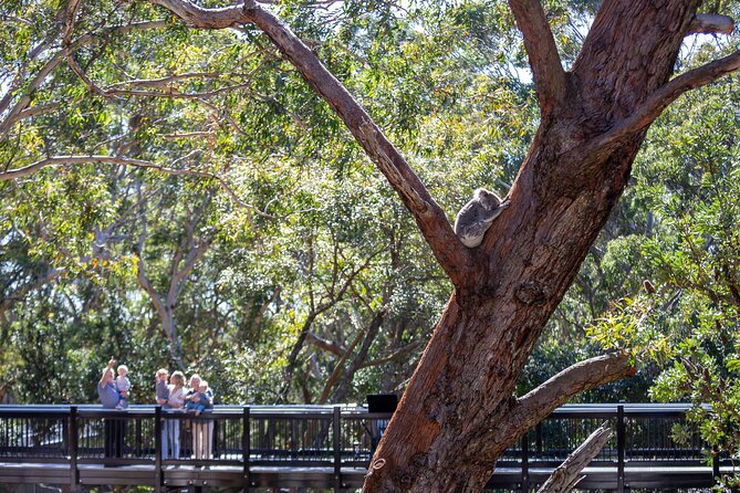 From Sydney: Port Stephens Dolphin, Koalas, Lunch & Sandboarding - Timing, logistics, and what to bring (so the day feels smooth)