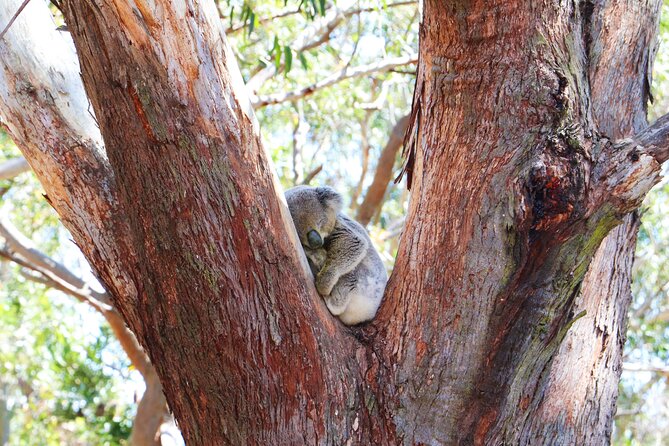 From Sydney: Port Stephens Dolphin, Koalas, Lunch & Sandboarding - How big is the group, and how that affects your experience