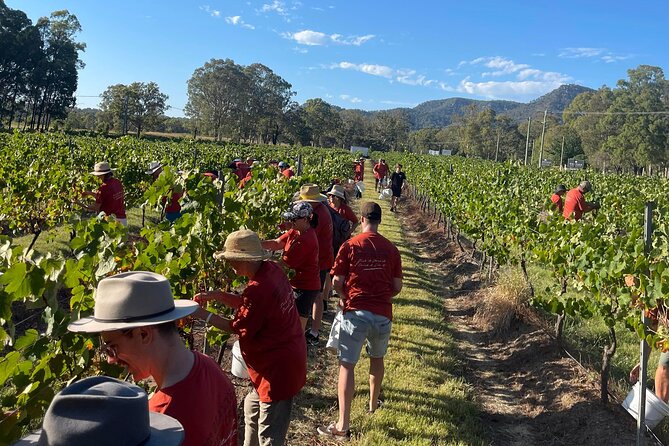 Full Day Private Wine Tour Exclusively Tailored To Suit You - A private Hunter Valley wine day built around your choices