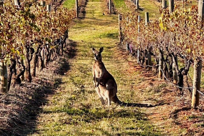 Full Day Private Wine Tour Exclusively Tailored To Suit You - Price per group: what $265.38 buys you (and what it doesn’t)