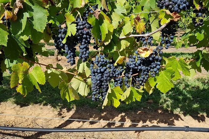 Full Day Private Wine Tour Exclusively Tailored To Suit You - Dog-friendly without turning the day upside down