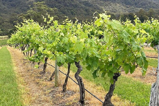 Full Day Private Wine Tour Exclusively Tailored To Suit You - Planning a long day: how to avoid decision fatigue