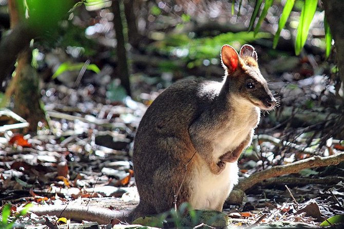 Fully Inclusive Blue Mountains Private Tour inc Scenic World & Featherdale Entry - The value of a private Blue Mountains day (not just a bus tour)