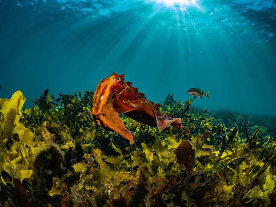 Guided Snorkel Tour at Australias most iconic beach - Key things to know before you go