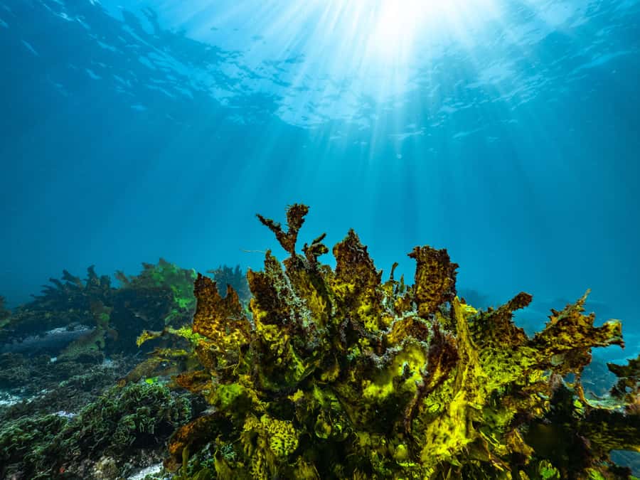 Guided Snorkel Tour at Australias most iconic beach - What marine life you can realistically look for