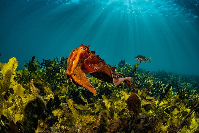 Guided Snorkeling Experience in Bondi - Key highlights