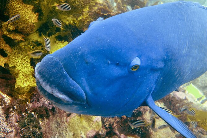 Guided Snorkeling Experience in Bondi - Choosing your “Bondi style” site: Gordons Bay, Clovelly Pool, Little Bay, Malabar