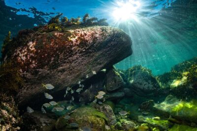 Guided Snorkeling Experience in Bondi - Getting to the water: air-conditioned transport and site selection