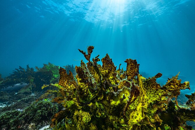 Guided Snorkeling Experience in Bondi - Group size and instruction: why small groups matter in open water