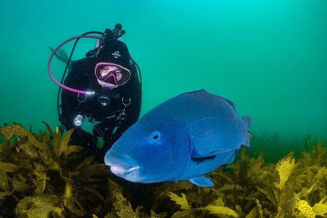 Half-Day Private Discover Dive at Australia's Iconic Beach - Equipment and what you actually need to bring