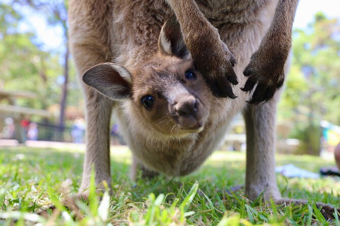 Horse Riding, Koalas & Kangaroos - Wild Australia: Private Tour - Sydney Opera House photo time (and why it’s worth planning for)
