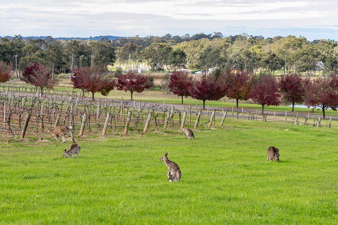 Hunter Valley All Inclusive Boutique Wine Tour from Sydney - Small-group transfers: the value of not driving yourself