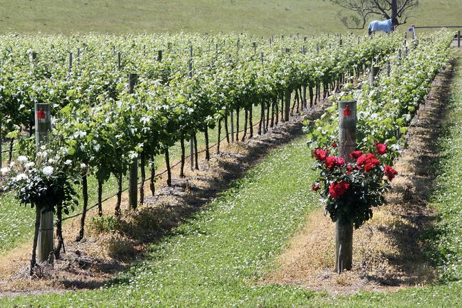 Hunter Valley Private Wine Tasting Tour from Sydney - Logistics that help (and small things to plan for)
