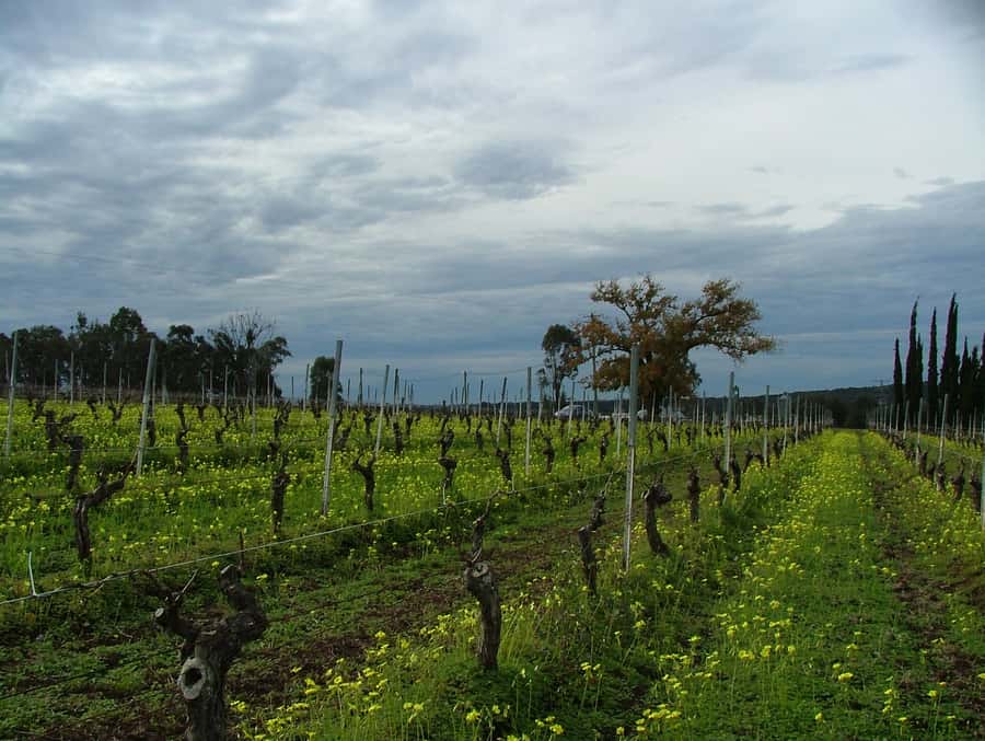 Hunter Valley: Uncork the Hunter Full-Day Wine Tour - The Cheese and Wine Masterclass: Where the Learning Actually Sticks