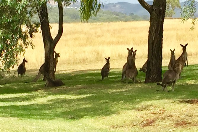 Hunter Valley Wine Tasting Private Tour From Sydney - Piggs Peake Winery: Unusual Varieties and Proper Cellar-Door Time