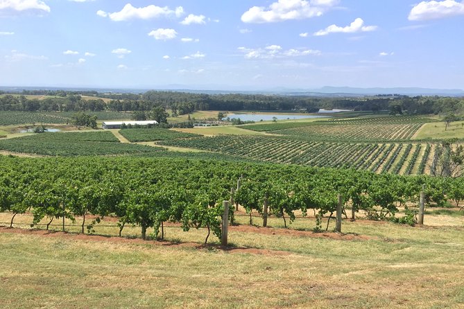 Hunter Valley Wine Tasting Private Tour From Sydney - The Drive, the Comfort, and Why the Timing Feels Right