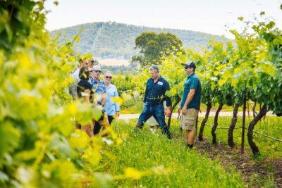 Hunter Valley Wine Tasting Tour from Sydney - Stop 1: Iron Gate Estate and the boutique-winery vibe