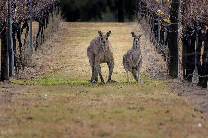 Hunter Valley Wine Tour from Sydney: 3 Wineries & Vineyard Picnic - Pokolbin vineyard picnic: the scenic payoff that makes the day feel complete