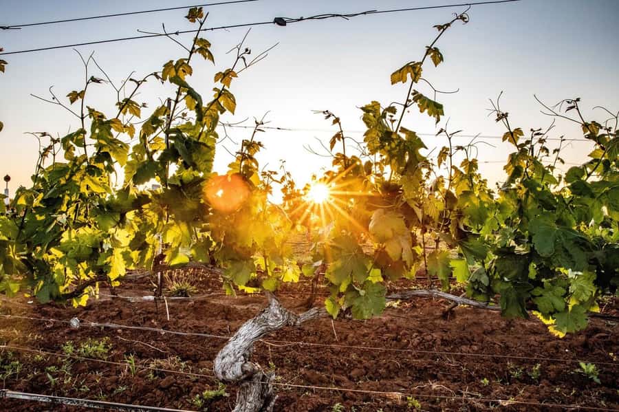 Hunter Valley: Wine Tour with 3 Tastings and Garden Lunch - Winery Stops and Semillon Country: How the Tastings Work