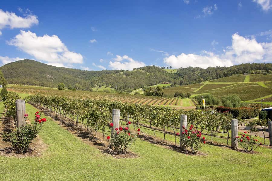 Hunter Valley: Wine Tour with 3 Tastings and Garden Lunch - Cypress Lakes Lunch and the Hunter Valley Cheese Experience