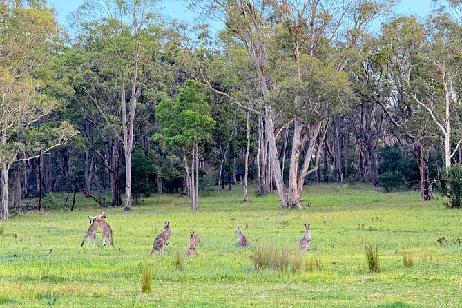 Intimate Blue Mountains Wild Kangaroos & Sunset for Nature Lovers - Picnic lunch and snacks: simple, filling, and local