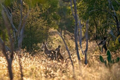 Intimate Blue Mountains Wild Kangaroos & Sunset for Nature Lovers - A day built around wilderness, not checklists
