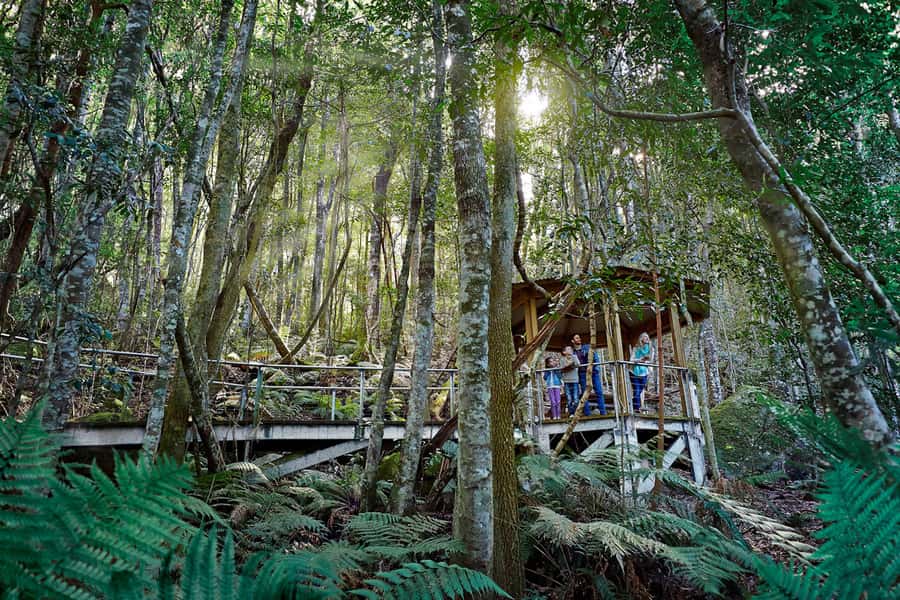 Katoomba: Scenic World 1-Day Unlimited Discovery Pass - Scenic Walkway through the rainforest: slow down and look around