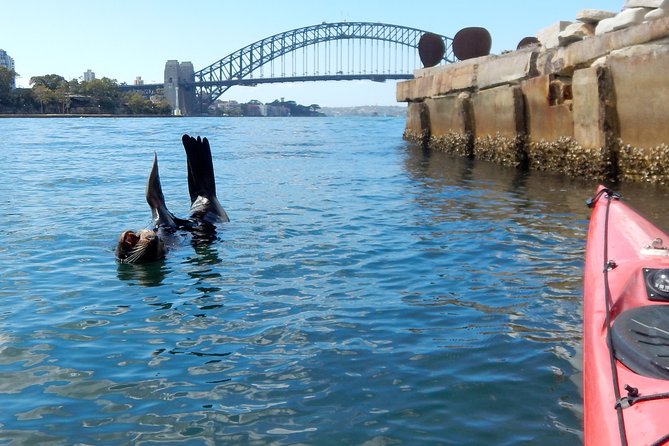 Kayak to Goat Island in Sydney Harbour with Local - Wildlife Expectations: Birds and Harbour Life, Not a Guarantee List