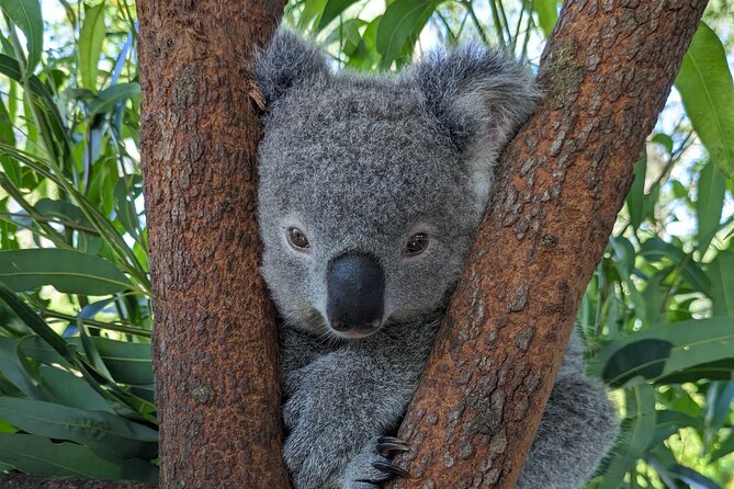 Koala & Kangaroos Experience, Waterfalls and Scenic Train Journey - Koalas, waterfalls, and a train ride: why this day works from Sydney