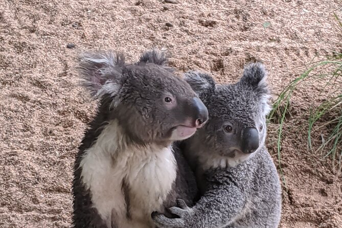 Koala & Kangaroos Experience, Waterfalls and Scenic Train Journey - Bouddi National Park detour: remote beach views and tesselated coastal rock