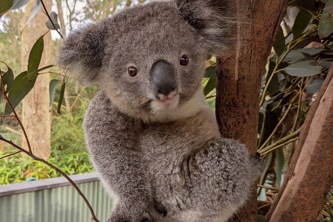 Koala & Kangaroos Experience, Waterfalls and Scenic Train Journey - The drive: bridges, oyster country, and Central Coast town vibes