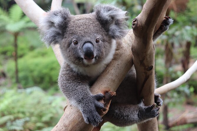 Luxury Hunter Valley Wildlife & Wine Tasting Tour from Sydney - Timing and comfort: the long drive, handled