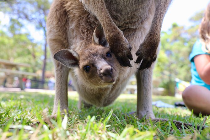 Luxury Hunter Valley Wildlife & Wine Tasting Tour from Sydney - Small-group energy (and how the guide changes the feel)