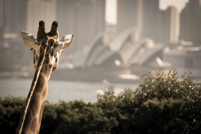 Luxury Sydney Tour - Stop 1: Sydney Opera House, plus time for a simple harbor stroll