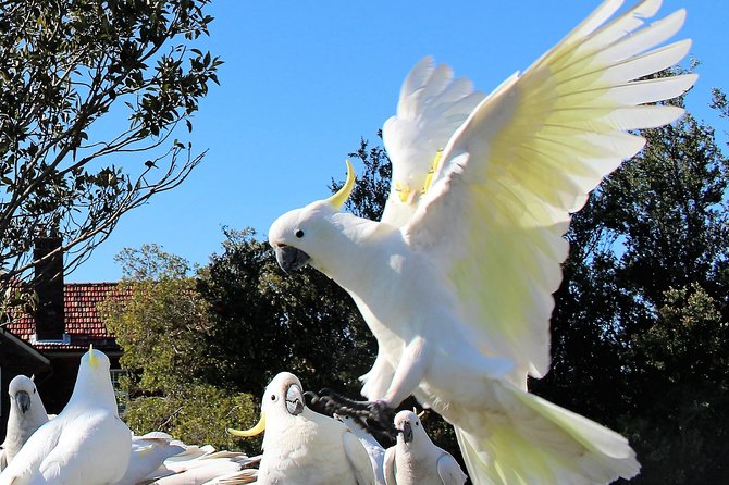 Manly and more private tour - Lunch Included: Why It’s a Big Value Move