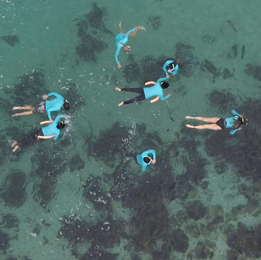 Manly Beach Guided Snorkeling Tours - Key highlights at a glance