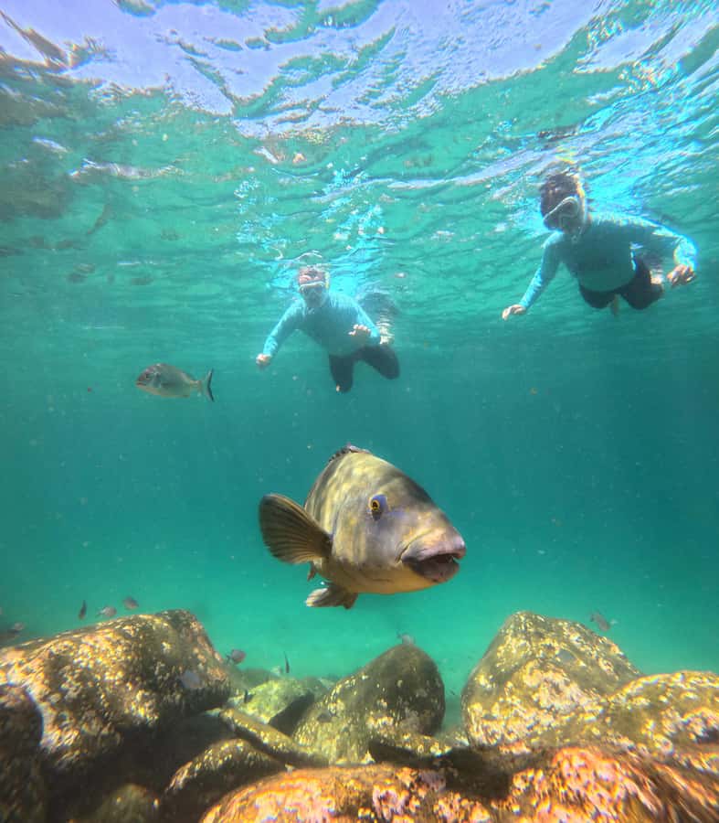 Manly Beach Guided Snorkeling Tours - Gear and coaching: why the support feels personal