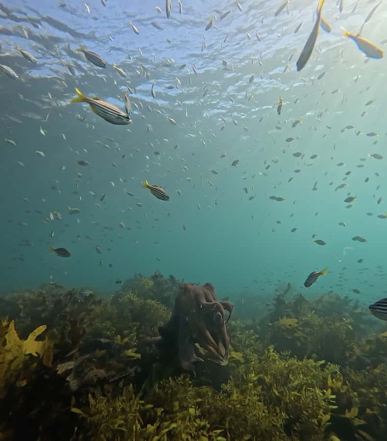 Manly Beach Guided Snorkeling Tours - Who this tour suits best (and age limits that matter)