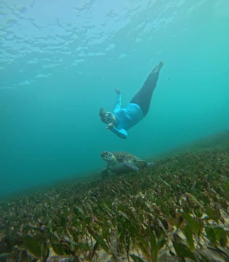 Manly Beach Guided Snorkeling Tours - Price and value: is $116 worth it for 1 hour?