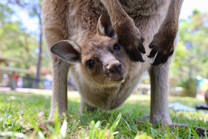 Nature and Wildlife: Australia in One Day - Private Tour - A one-day Sydney plan that trades crowds for real nature