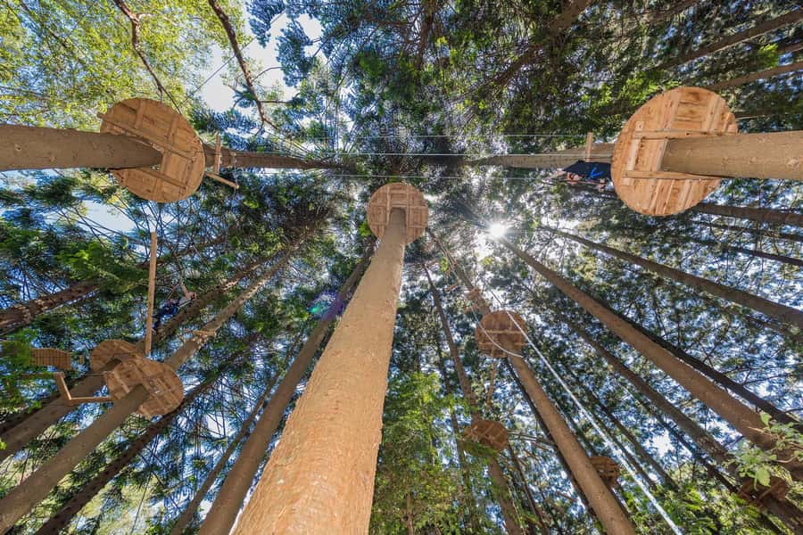 Pennant Hills: Tree Ropes Course Session - Key things I’d plan around