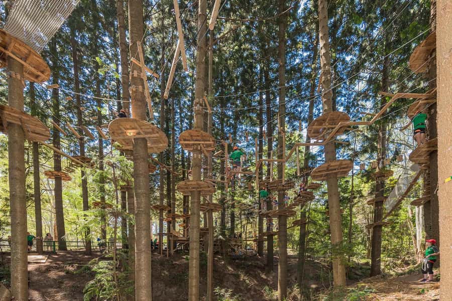 Pennant Hills: Tree Ropes Course Session - Choosing the Right Height: Four Courses from 15 to 25 Meters