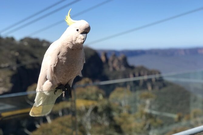 PJ Blue Mountains Supreme [Private Charter] - Early Featherdale Wildlife Park: Quokka Feeding and Koala Photo Time