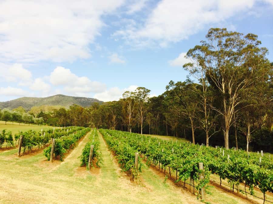Pokolbin: Tulloch Hunter Heroes Wine Tasting & Cheese Board - Guides and vibe: what makes the experience feel friendly, not scripted