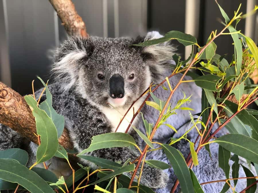 Port Stephens: Dolphin Cruise, Lunch, Koalas & Sandboarding - Key Highlights You’ll Actually Care About