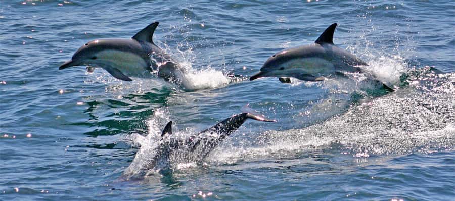 Port Stephens: Dolphin Cruise, Lunch, Koalas & Sandboarding - Stockton Sand Dunes and Anna Bay Sandboarding: Adrenaline with a Side of Heat