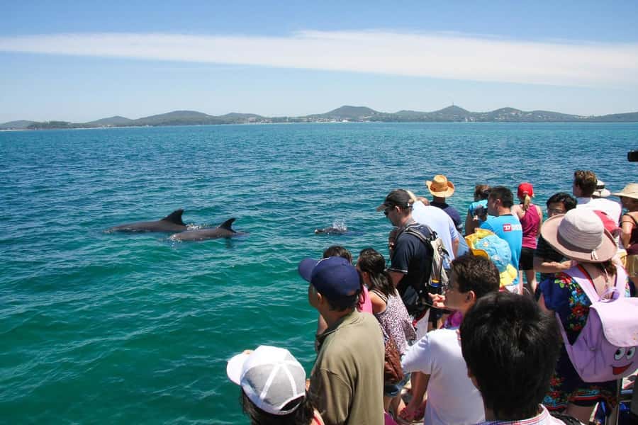 Port Stephens: Dolphin Cruise, Lunch, Koalas & Sandboarding - The Return to Sydney: 7:00pm Drop-Off and a Full-Day Reality Check